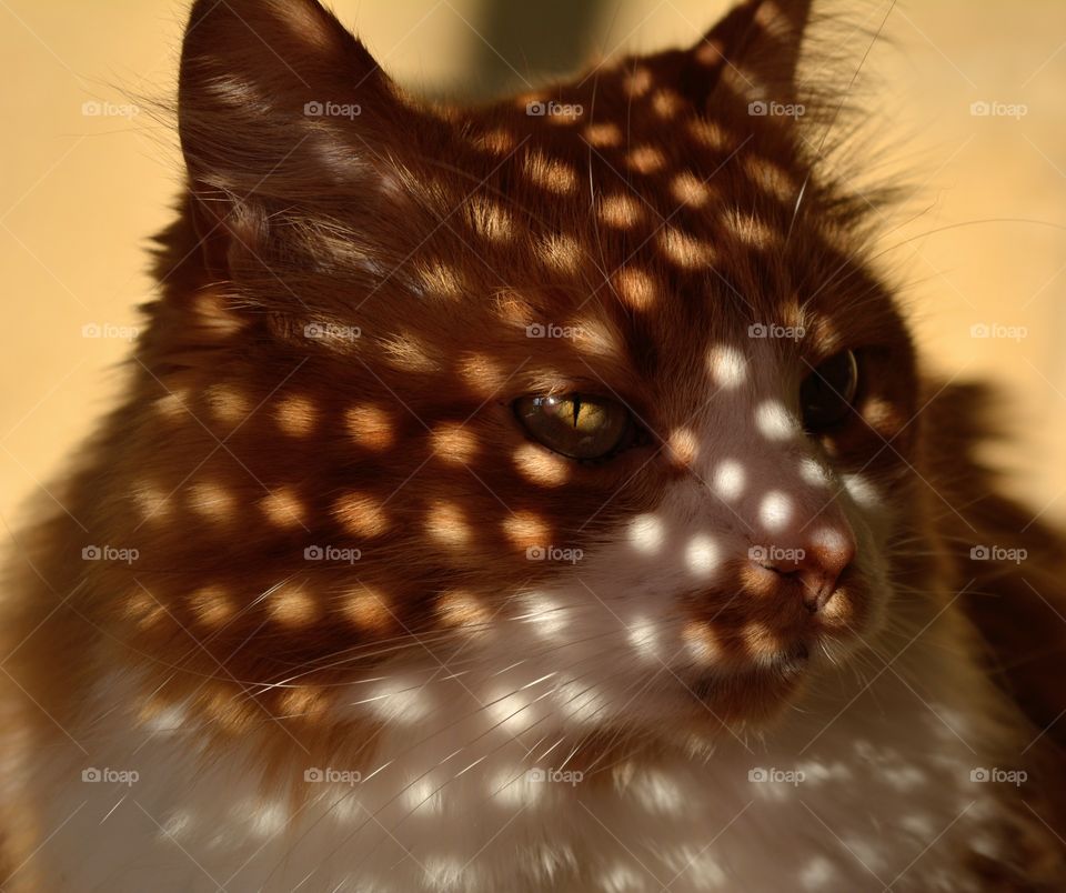 ginger cat in the sunlight and shadows beautiful portrait, love pet