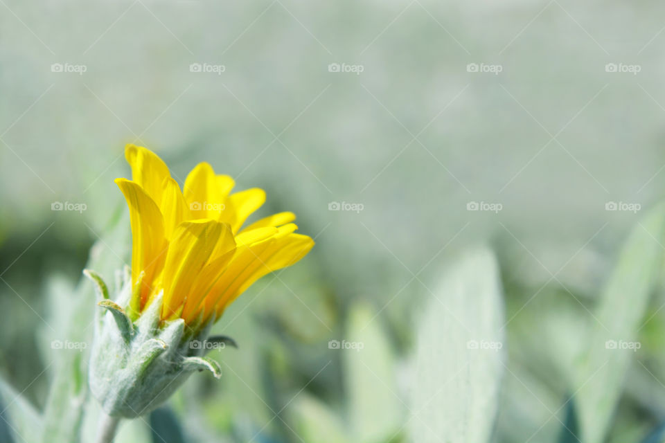 Yellow flower on blurred green nature background.
