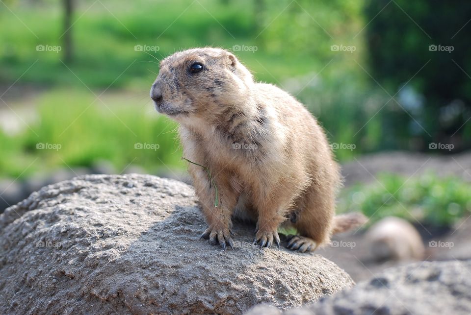 Prairiedog