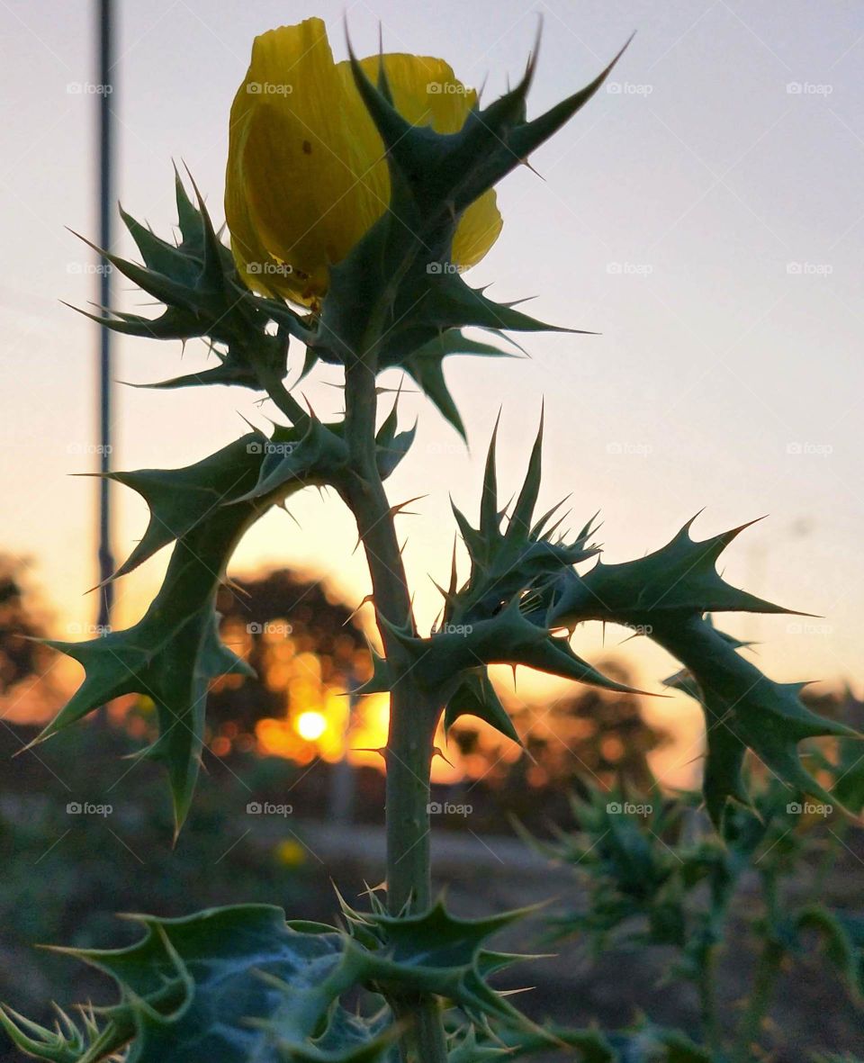 Captured this portrait of a plant while I was enjoying the golden hour in the evening time.😍📸🌟 This is one of my favourite phone photography shots.✨💖