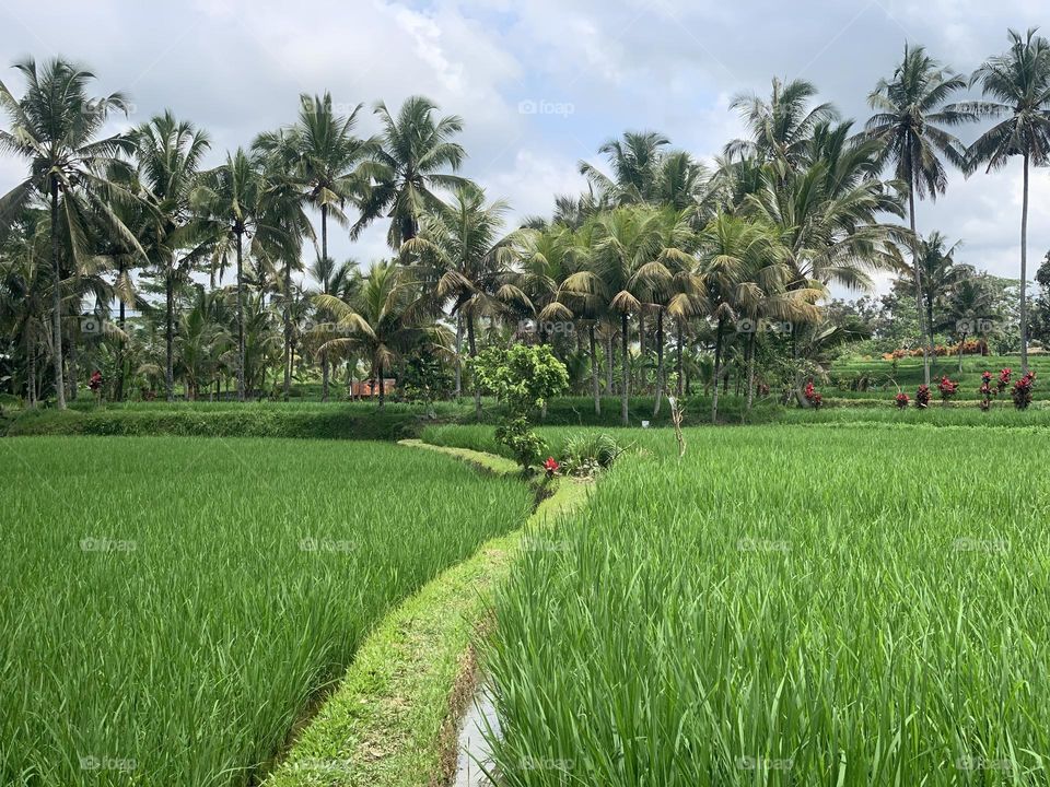 We lived on a rice field in bali