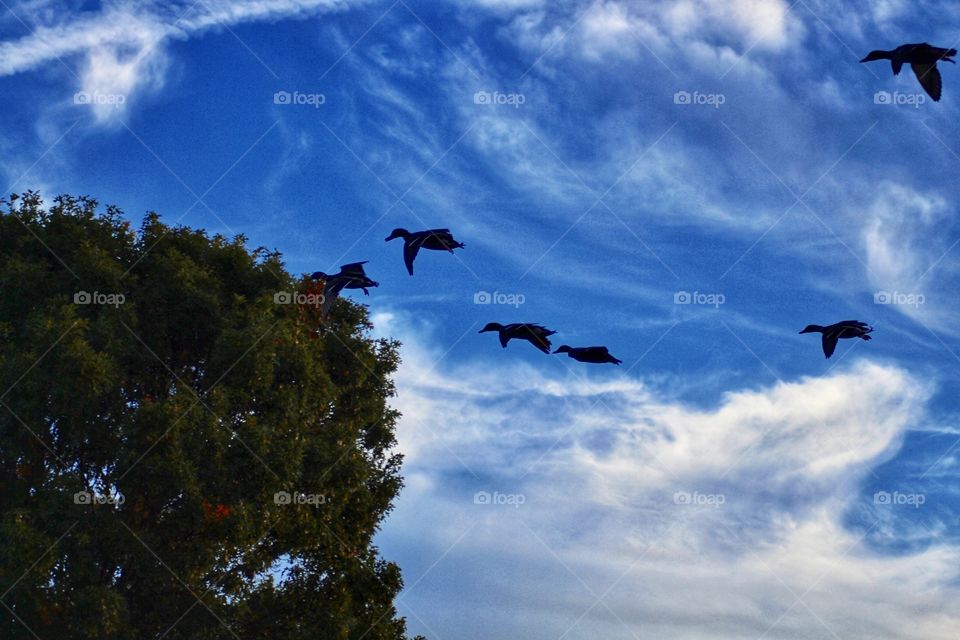 Ducks flying overhead 