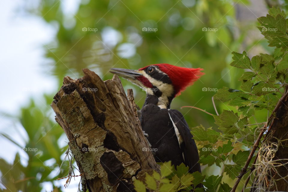 Pileated (red head) woodpecker 