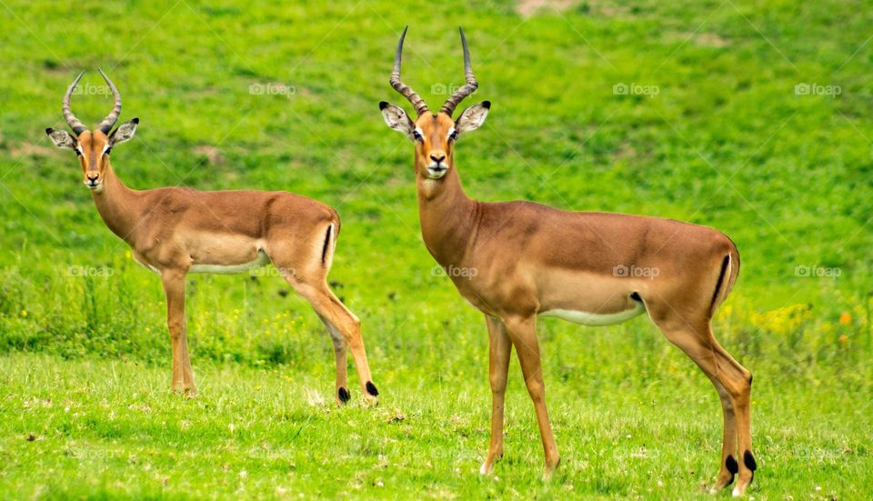 Beautiful brown colour deer