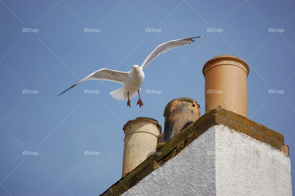 bird seagull chimney pots pittenweem by eddie.kelly.7