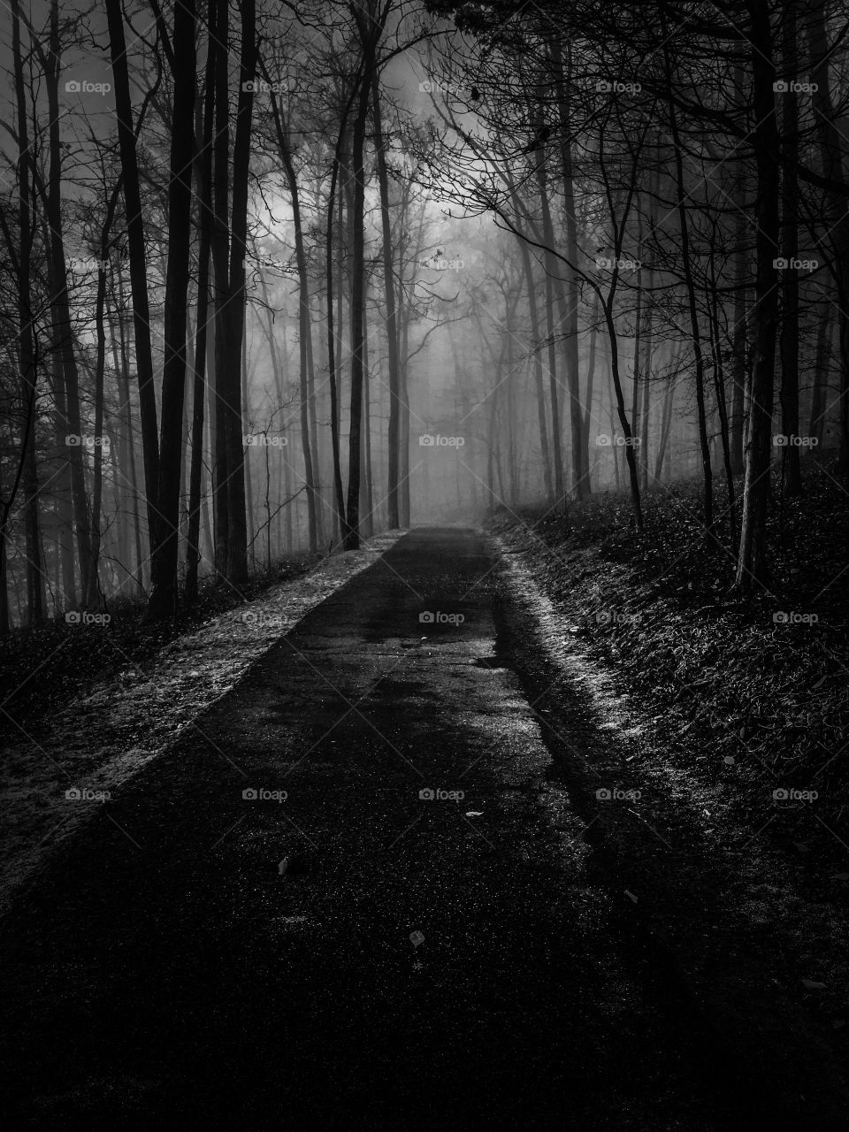 A dark and haunting image of a path through the foggy forest. Gearing up for Halloween. Tims Ford State Park in Winchester Tennessee. 