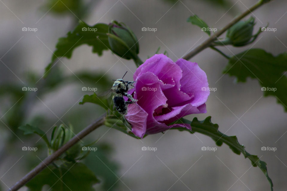 Bee on a hibiscus