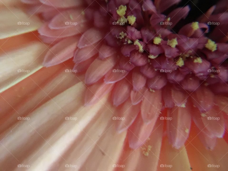 Gerber Flower