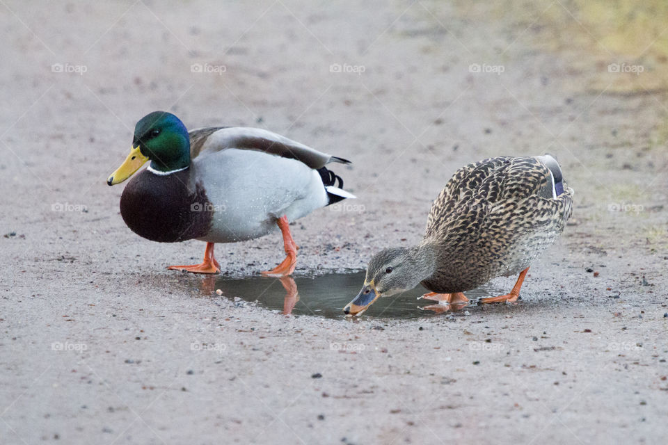 Mallard duck drinking water in puddle