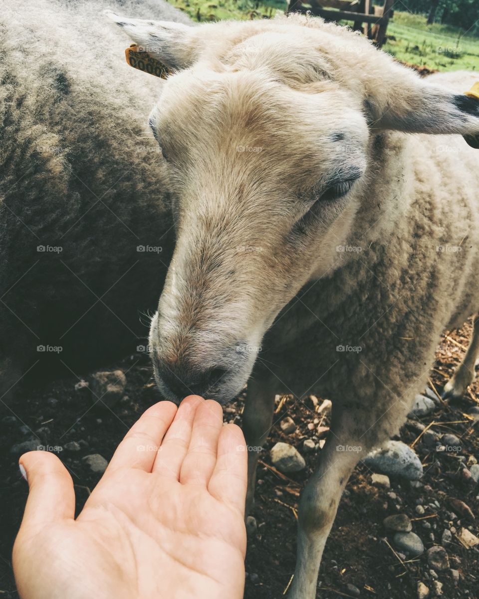 Close-up of sheep