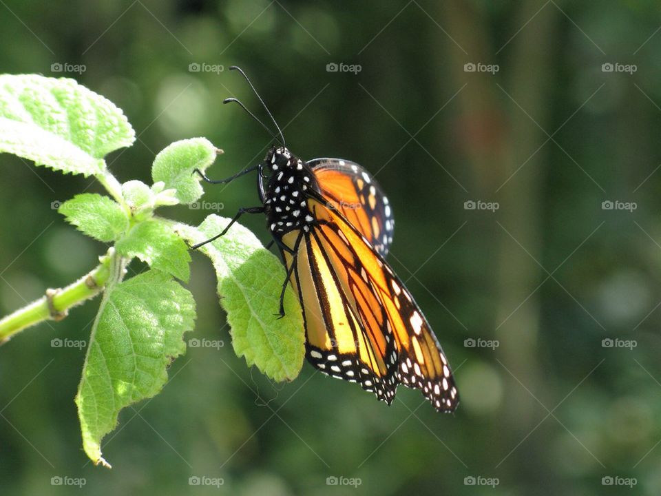 Butterfly, lisbon