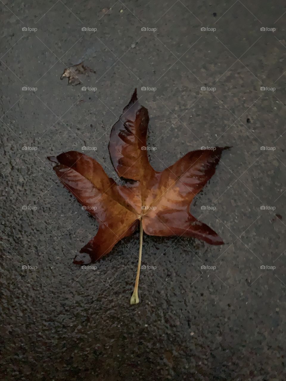 Leaf