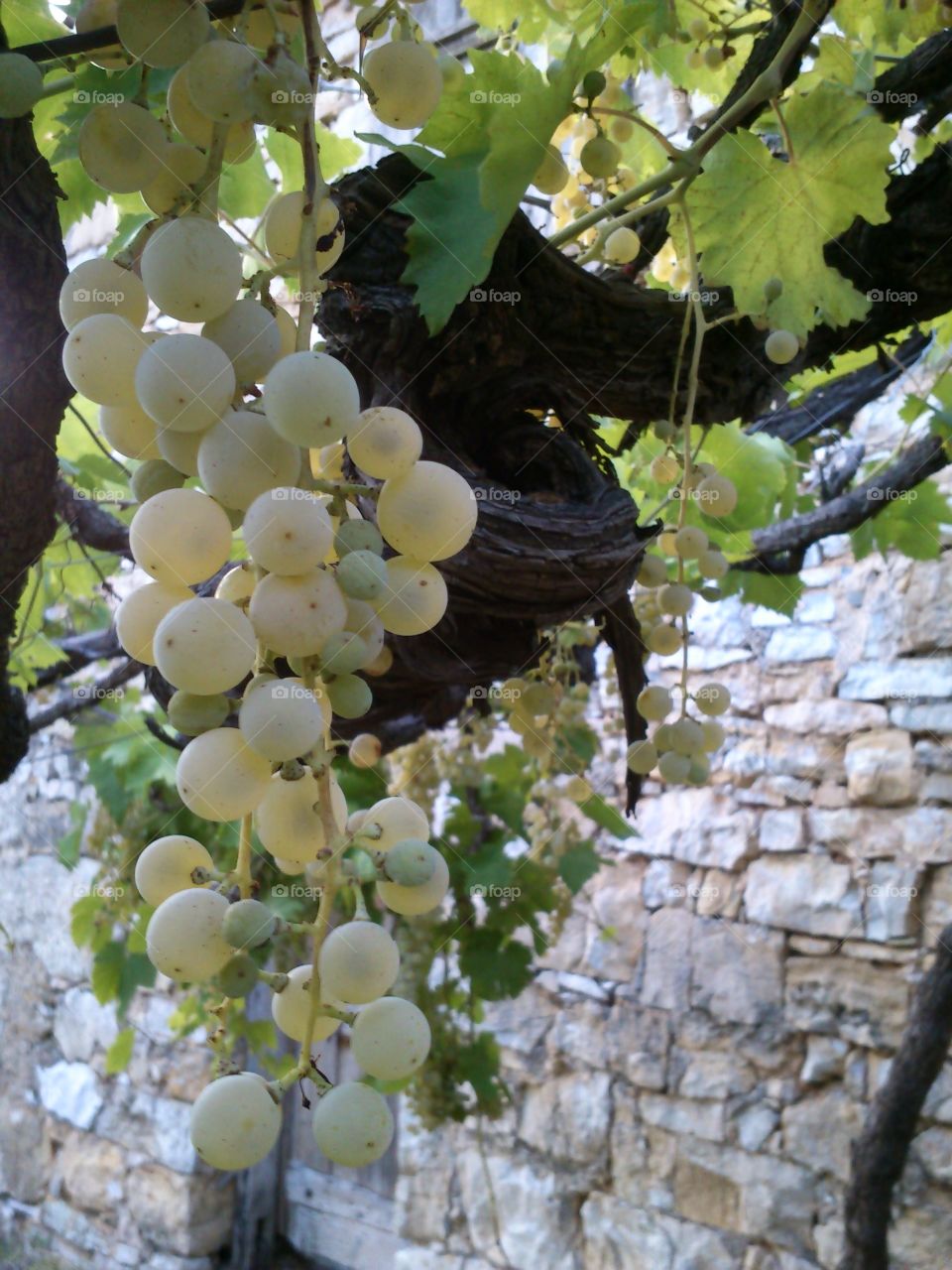 grapes. taken at the place where time stops :)