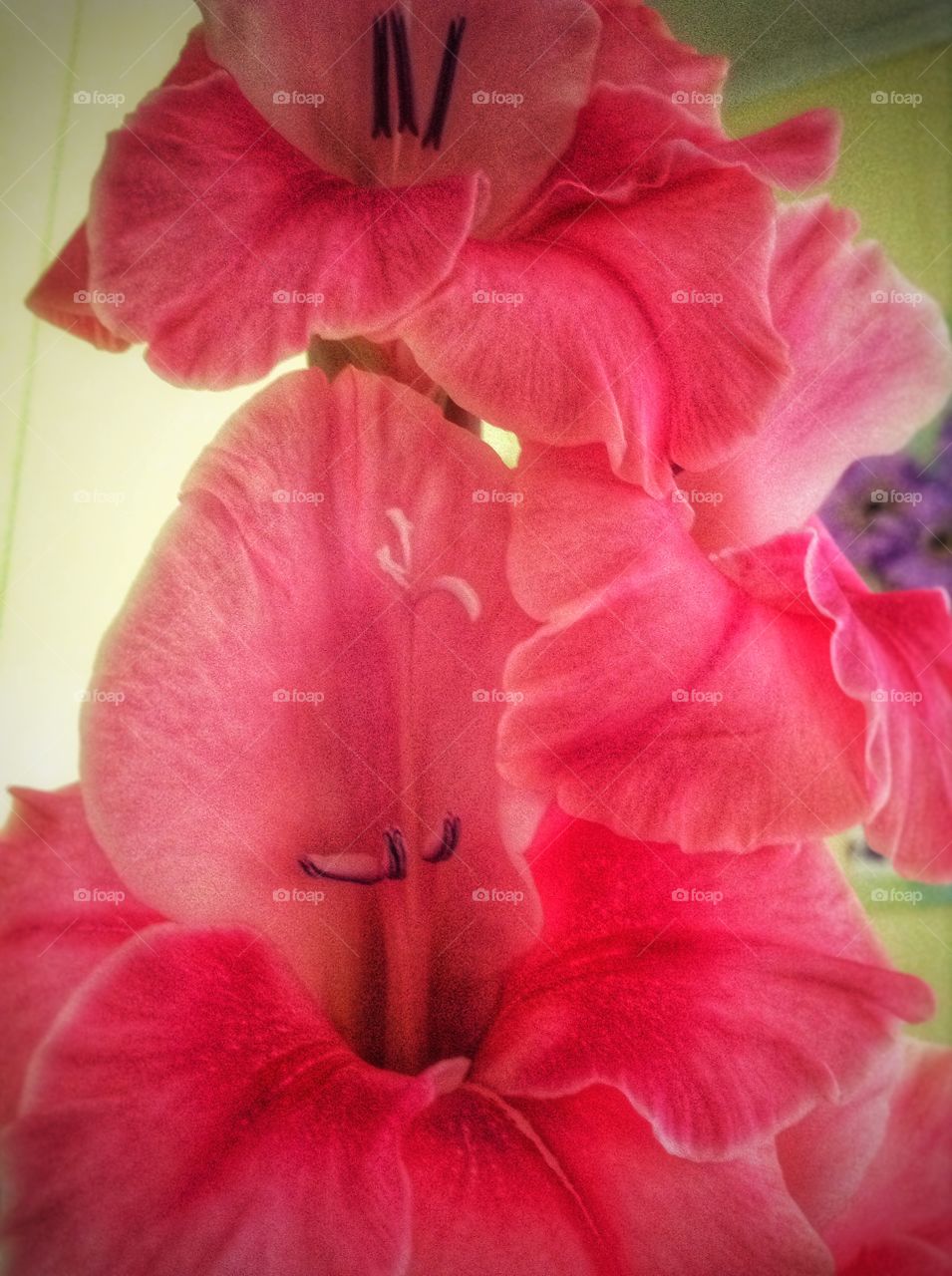 Glads. Gladiolus at its peak...