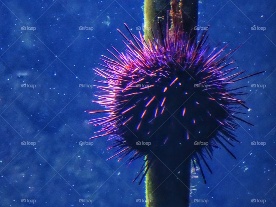 Spiny Anemone