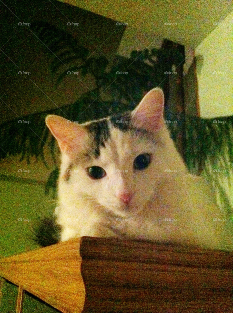 summer dog cat vacation by dodgercraz