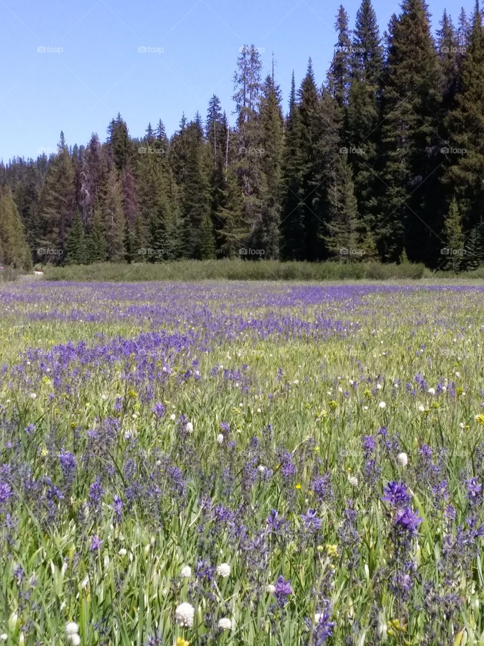 purple meadow of camas flowers