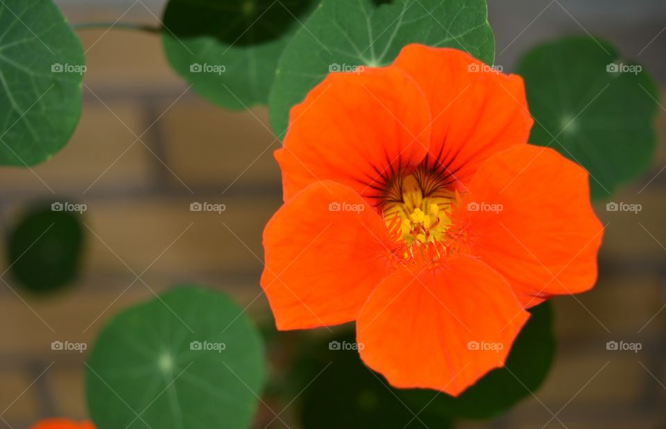 nasturtium flower