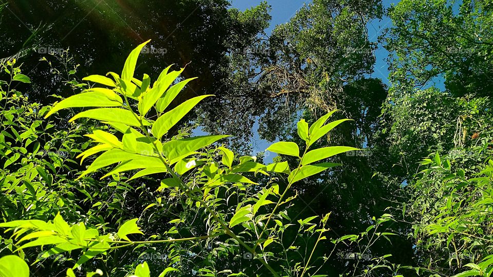 BELO GALHO DE FOLHAGEM