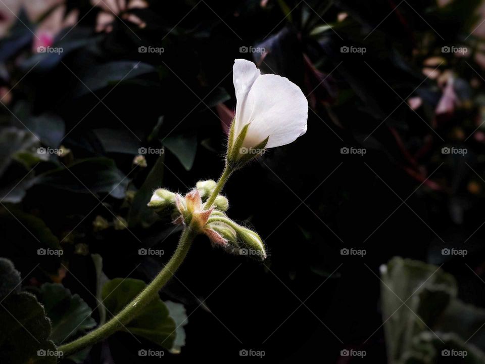 flower photography,  geranium