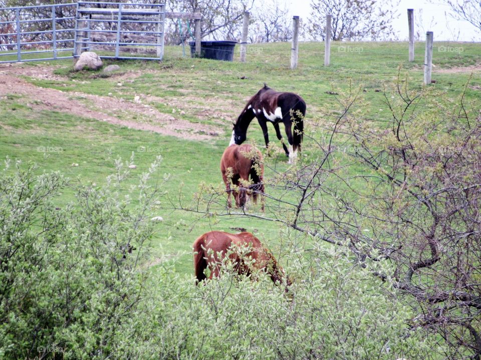 New York, Long Island, East Hampton, Horse, plants, Panoramic View, Sky, Grass, Wind, Green, Trees, Farm, 