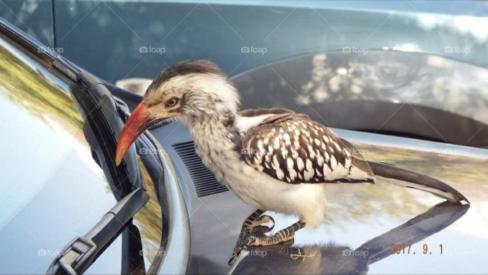 bird looking at himself into the windshield of my car