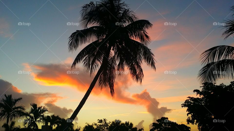 Palm tree limbo
