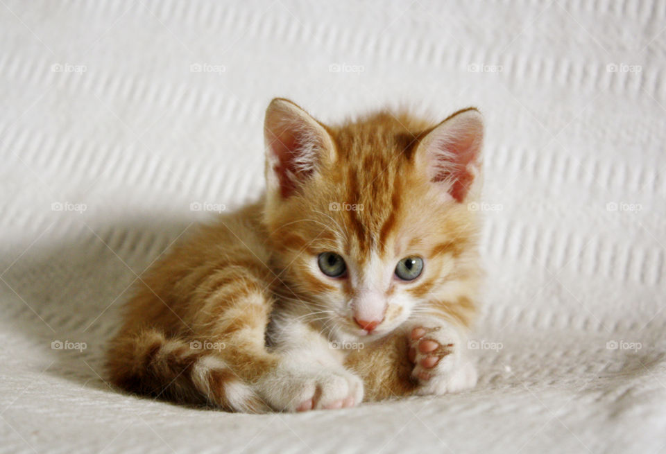 Max Ginger Kitten