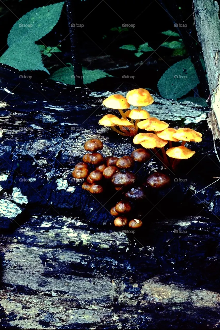 Log