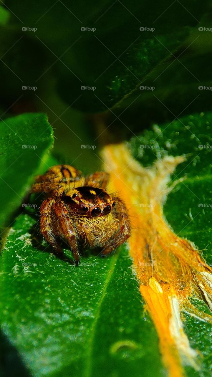 A spider looking happy to see the yellow colour flow created by a withering flower on a green leaf