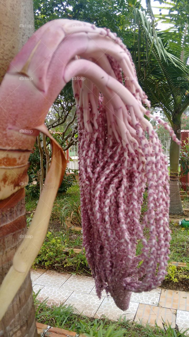 coqueiro com cacho de flor logo vem os coqquinhos