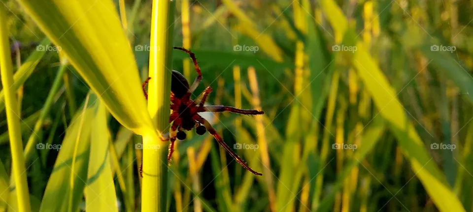 spider