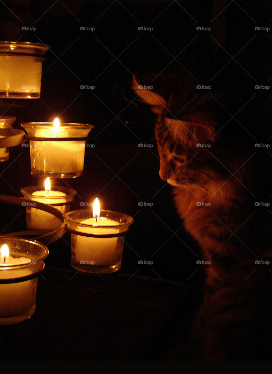 Curious. Curious kitten and candles