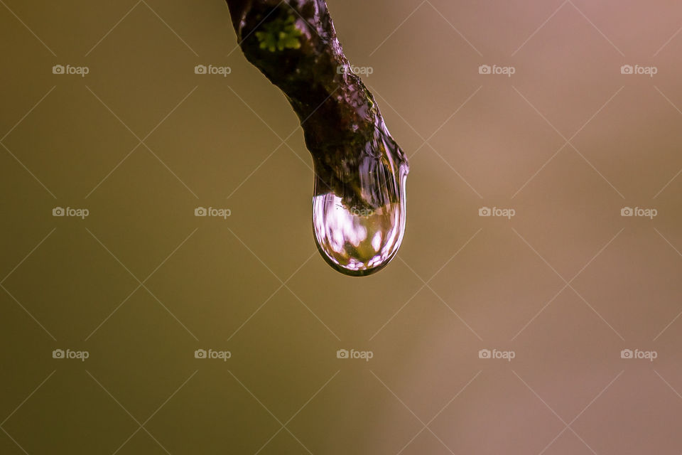 raindrop on tree branch