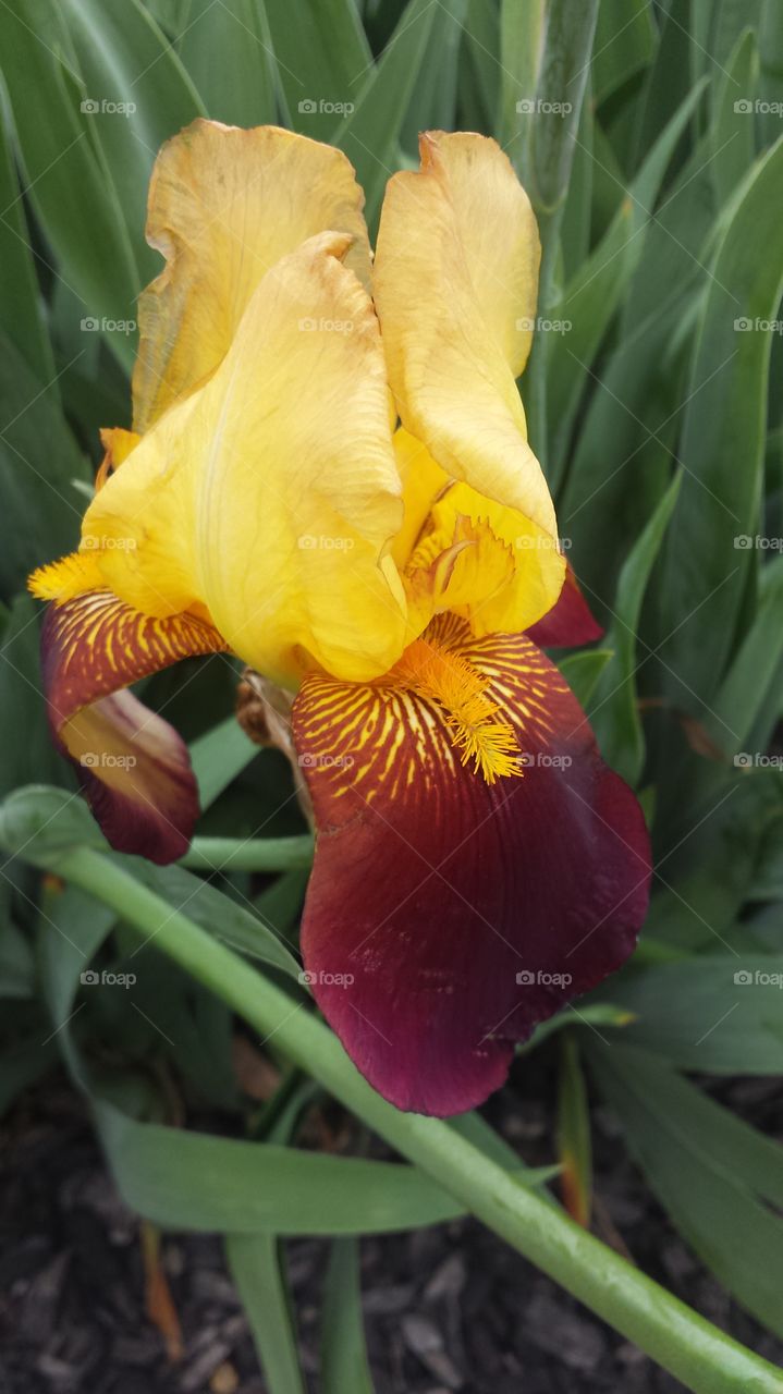 iris. multicolored flowers