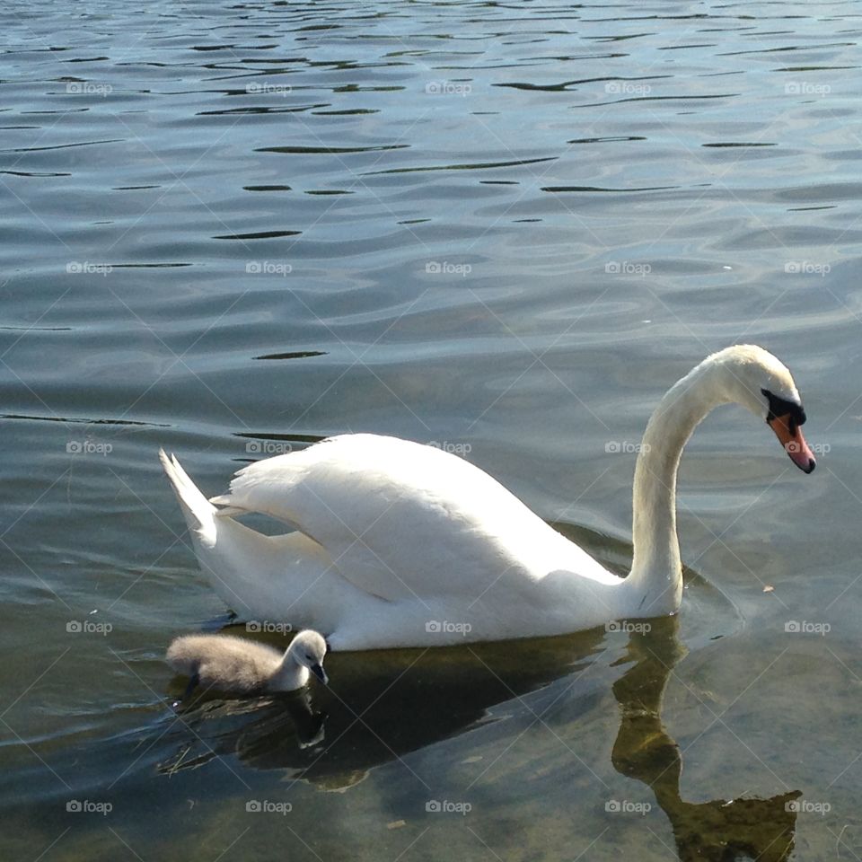 Mum and baby swan. Serpentine lake, hude park London