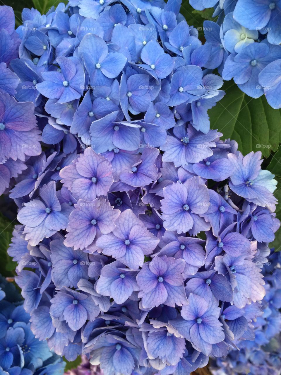 Blue hydrangea 