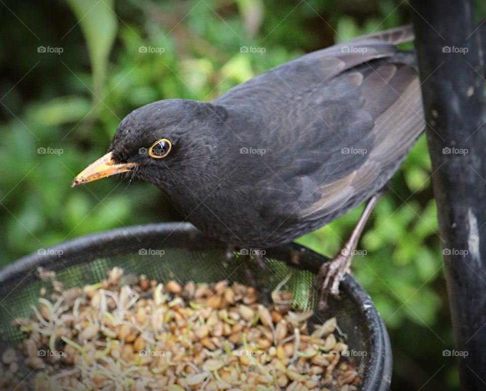 Closeup of Blackbird feeding