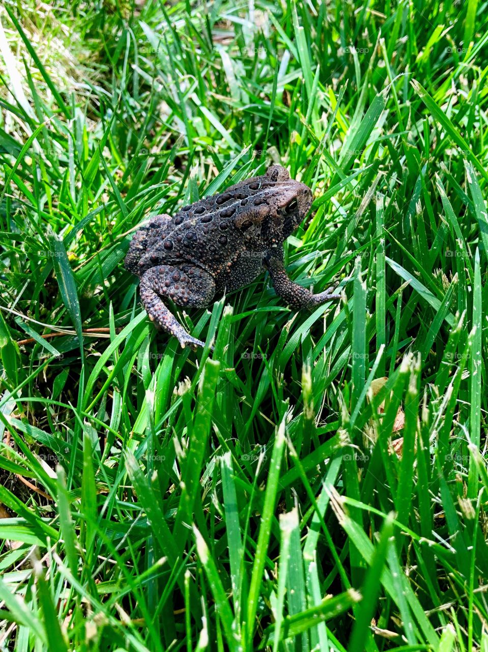 American Toad