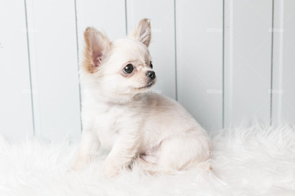 White small puppy 