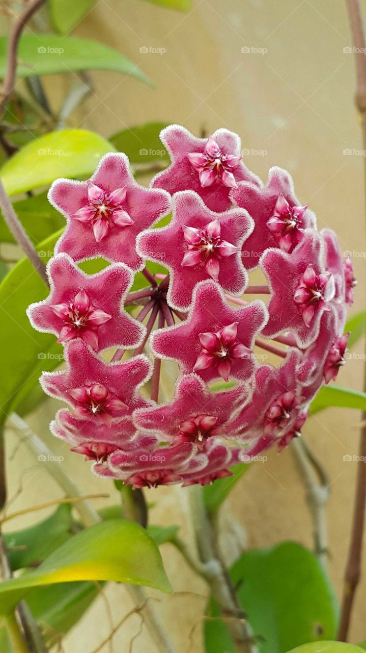 hoya orchid reddish-pink