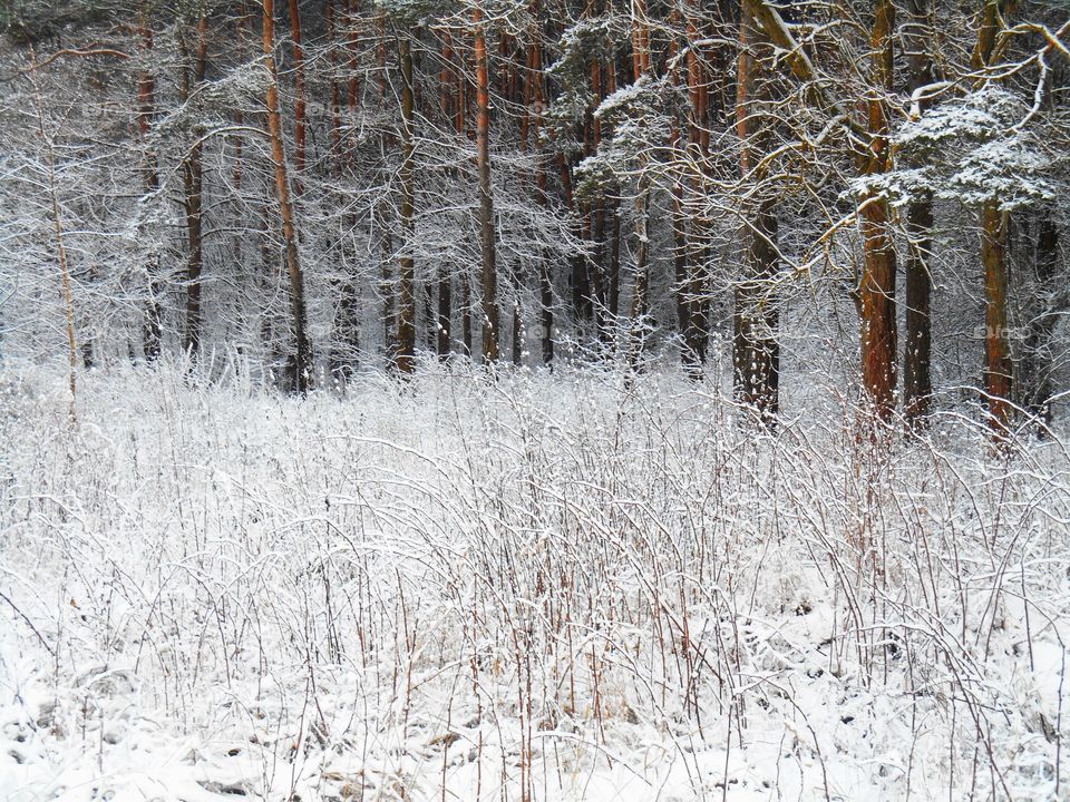 Winter, Snow, Frost, Cold, Wood