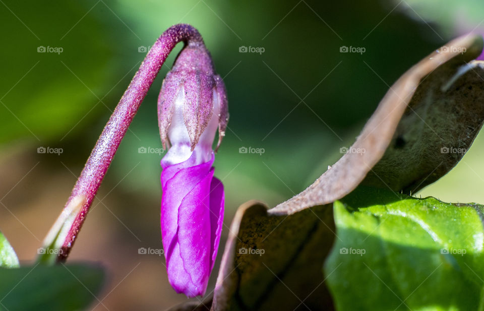 Pink flower opening