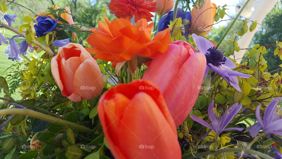 tulips