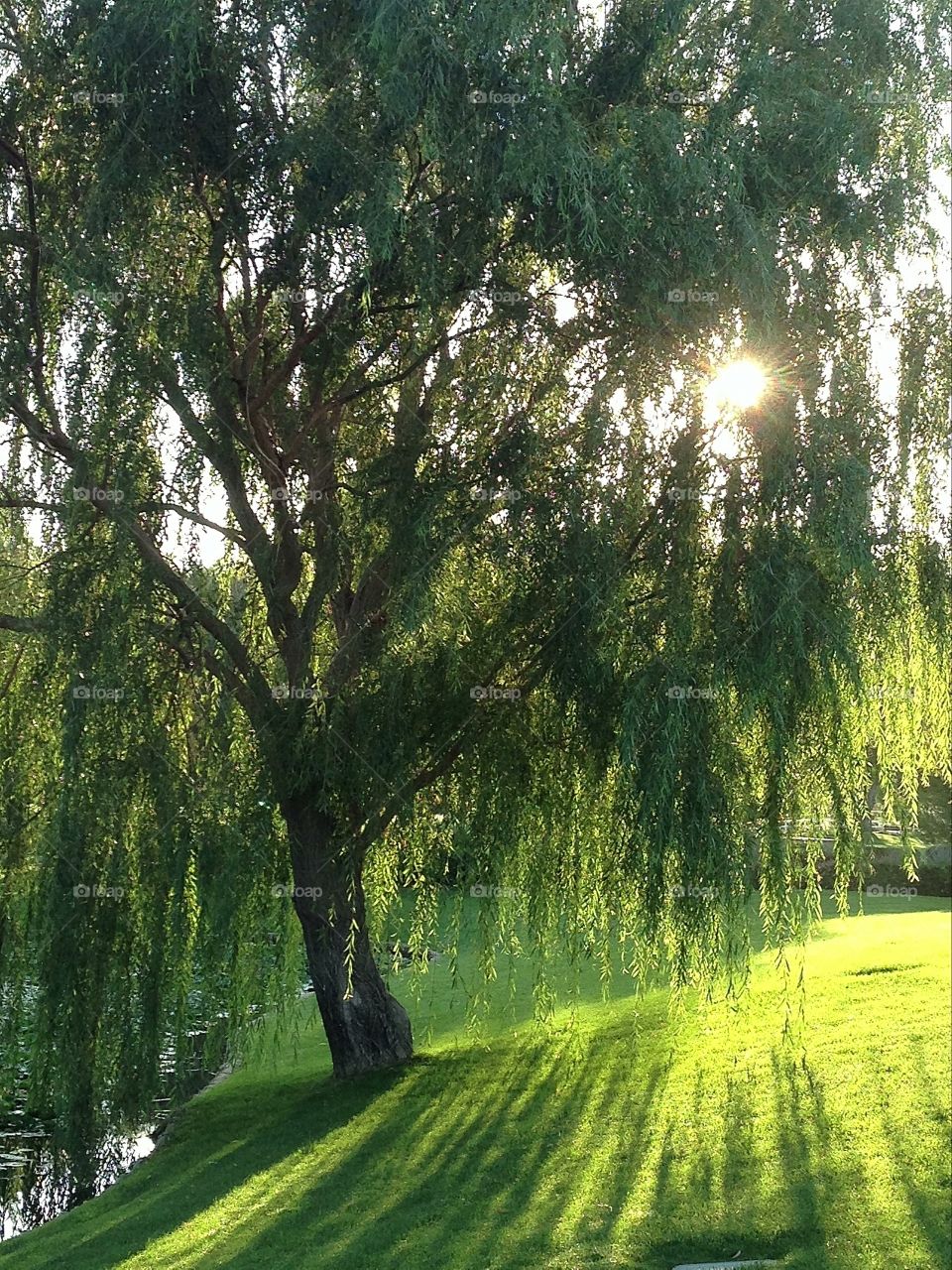 Sun through weeping willow.  . Willow tree next to a lake with the morning sun shining behind it. 