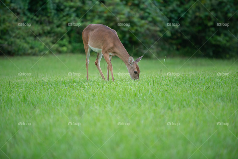 lone Deer grazing