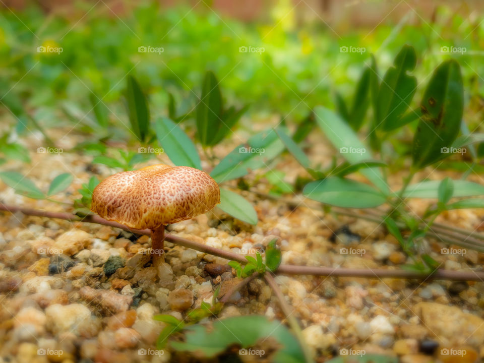 mushroom growing out of small rocks