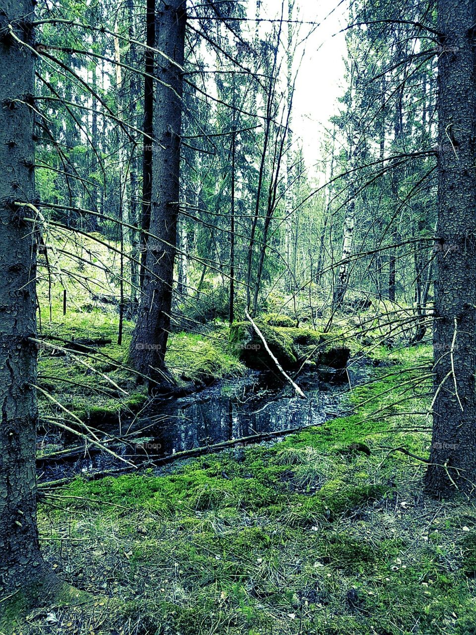 forest with water and tree
