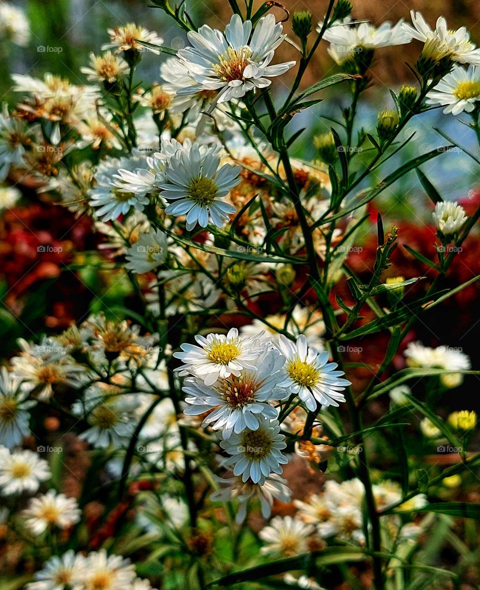 Beautiful bright color of Symphyotrichum lanceolatum flowers in the garden. Closeup and colorful