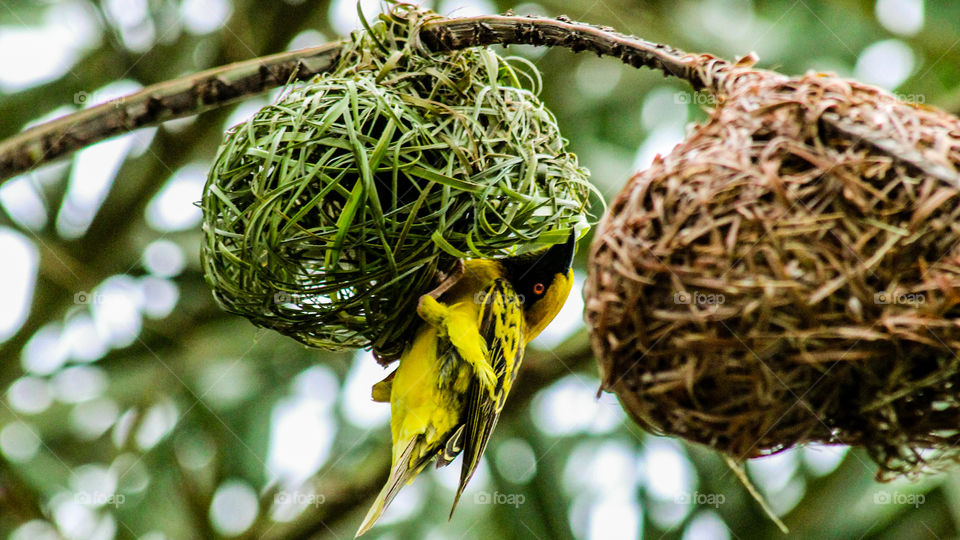 #hardwork#nestbuiding